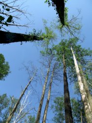 Fot: Michał Naumczyk. Na zdjęciu widok na drzewa z perspektywy od dołu