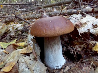 fot. Krzysztof Kozań. Na zdjęciu borowik szlachetny