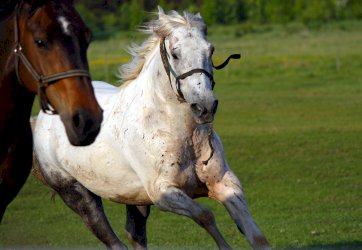 fot. Krzysztof Czarnecki. Na zdjęciu konie o białym i brązowym umaszczeniu biegają po zielonej trawie