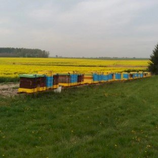 Powiększ obraz: fot. https://pasiekapodkogutem.pl/galeria/. Na zdjęciu ule, kwiaty rosnące na polu, z tyłu las