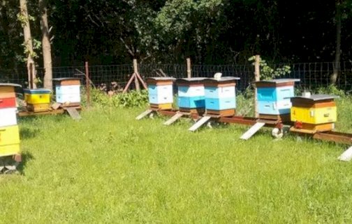 fot. www.nasze-pszczoly.pl. Na zdjęciu ule położone na trawie