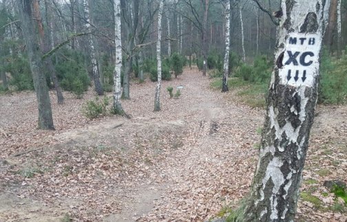 fot. facebook Trasa XC Bukowiec, https://www.facebook.com/p/Trasa-XC-Bukowiec-100054409122726/. Na zdjęciu ścieżka rowerowa w lesie, na brzozie napis MTB XC na brzozie