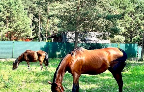 fot. fb Galeria „Mania z Zielonego Wzgórza”. Na zdjęciu dwa konie pasące się na trawie, z tyłu las, fragment zabudowań mieszkalnych