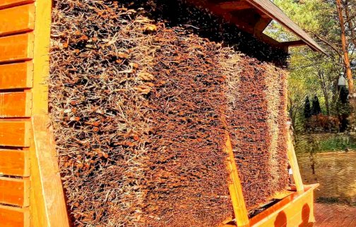 fot. Urząd  Miasta i Gminy Serock. Na zdjęciu tężnia solankowa w Nowej Wsi, widoczna tarnina, fragment więźby dachowej, drewnianej zabudowy tężni (ul. Popowska)