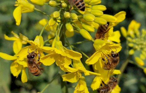 fot. facebook Pasieka Miodowego Marka - Natural Polish Honey, https://www.facebook.com/photo?fbid=952995406620108&set=pcb.953000579952924&locale=pl_P. Na zdjęciu pszczoły siedzące na płatkach korony roślin