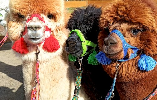 fot. Sielankowo Siedlisko Iwona Lisicka. Na zdjęciu trzy alpaki w zagrodzie