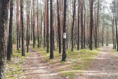 Powiększ obraz: fot. facebook Wieliszewska Trasa Crossowa, www.facebook.com/WieliszewXC. Na zdjęciu dwie ścieżki, drogi leśne z oznakowaniem, czarną strzałką na drzewie
