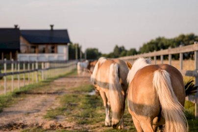 Powiększ obraz: fot. stajniaojcowizna.pl. Na zdjęciu konie jaśniejszej maści idą wzdłuż drogi, w tle po lewej stronie zabudowanie Stajni Ojcowizna