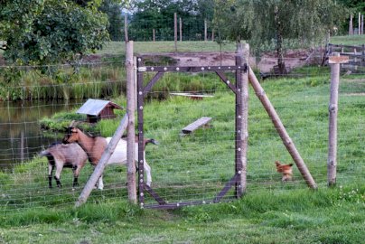 Powiększ obraz: fot. www.dynioland.pl. Na zdjęciu kozy, pies schowany w trawie, z tyłu zbiornik wodny, drzewa