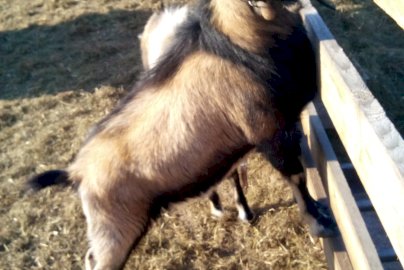 Powiększ obraz: fot. www.dynioland.pl/. Na zdjęciu koza stojąca na przednich racicach na drewnianym ogrodzeniu