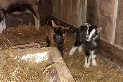 Powiększ obraz: fot. farmaserock.pl. Na zdjęciu dwie mały kozy, widoczny tułów większej kozy z tyłu