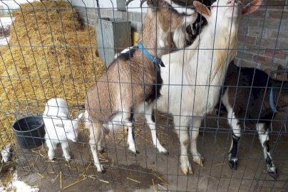 Powiększ obraz: fot. farmaserock.pl. Na zdjęciu cztery kozy, siano po lewej stronie, czarny kubełek, ogrodzenie